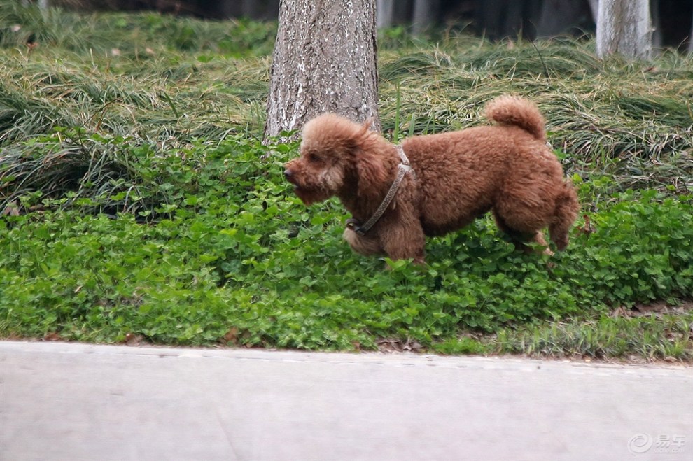 泰迪狗吐_小猫吐绿水_泰迪狗受凉吐绿水