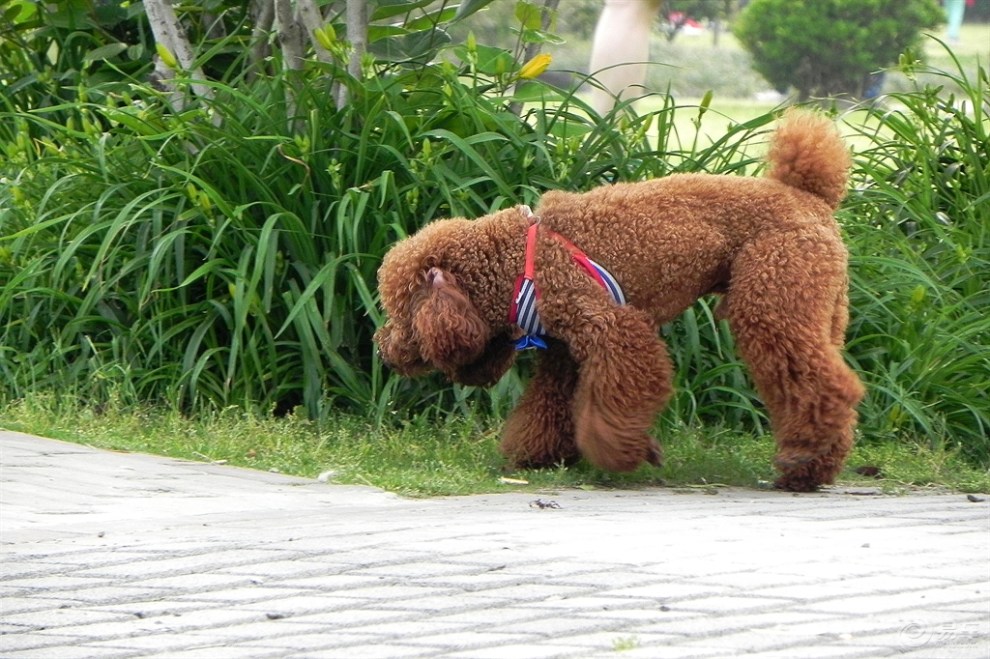 小猫吐绿水_泰迪狗吐_泰迪狗受凉吐绿水