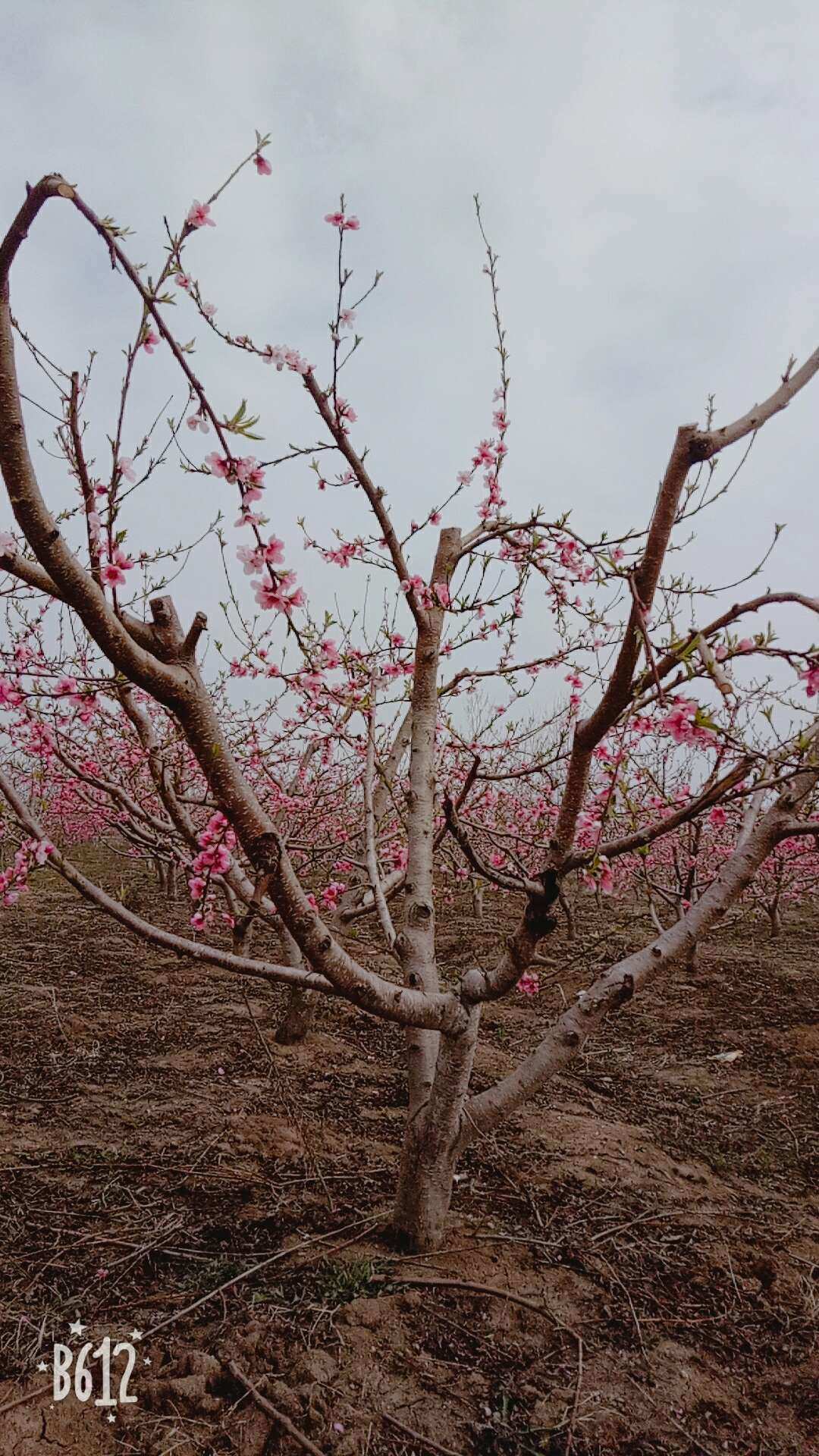 桃姬物语：滨海国际（微）电影节，绽放桃花的故事
