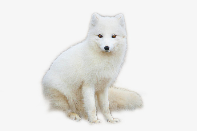 聪明伶俐的白狐，每天限时免费下载三款热门APP