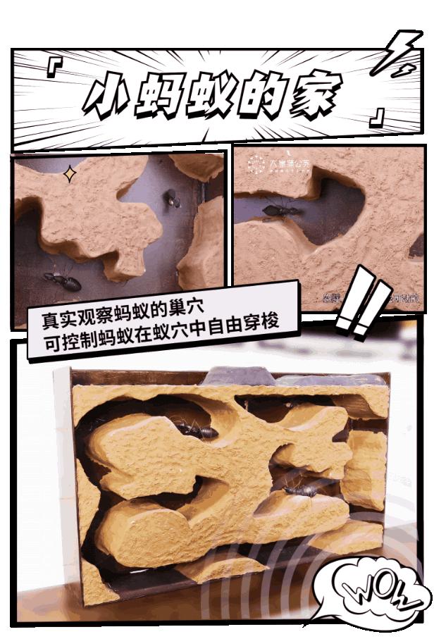 豆豆游戏怎么说_又见打豆豆小游戏_豆豆的游戏