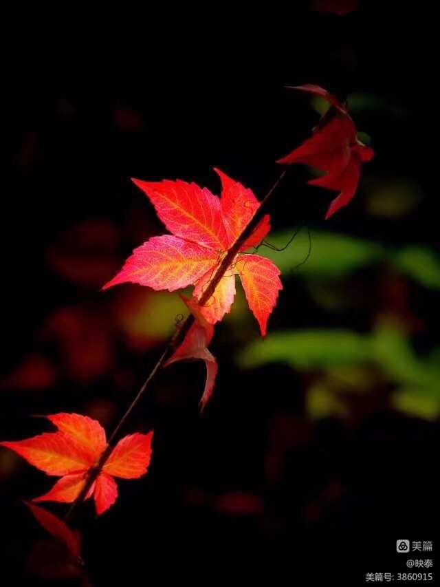 这是一个关于红叶的故事，一片红叶在秋风中飘舞着