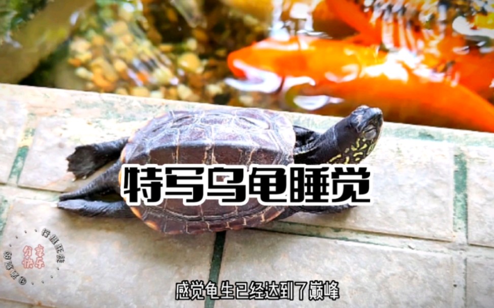 玄龟图片_玄龟图片漫画_玄龟的照片