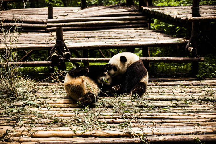 熊猫进化顽皮图片_玩皮熊猫进化_顽皮熊猫进化