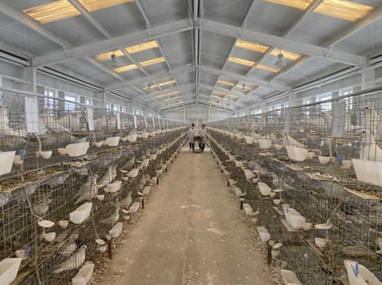 肉鸽养殖：家禽中的优势与适宜环境