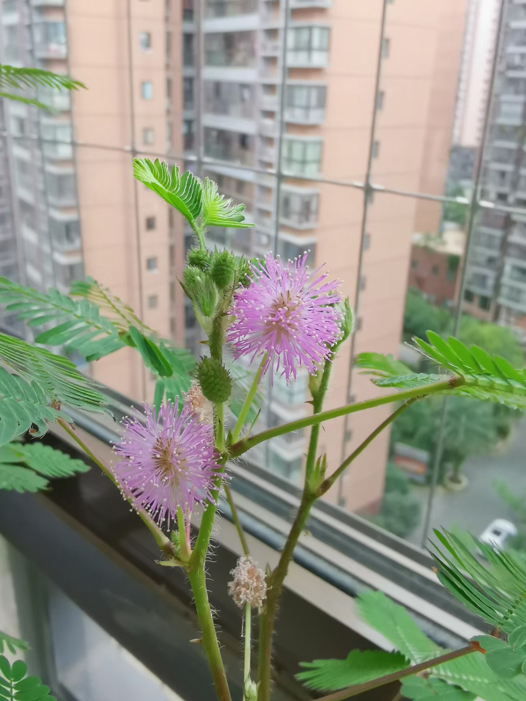 含羞草在线观看视频-阳光明媚的原野上，含羞草绽放芬芳，观看在