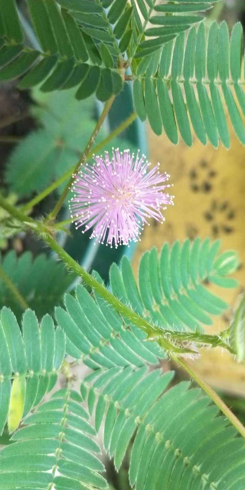 含羞草在线观看视频_含羞草在线观看视频_含羞草在线观看视频