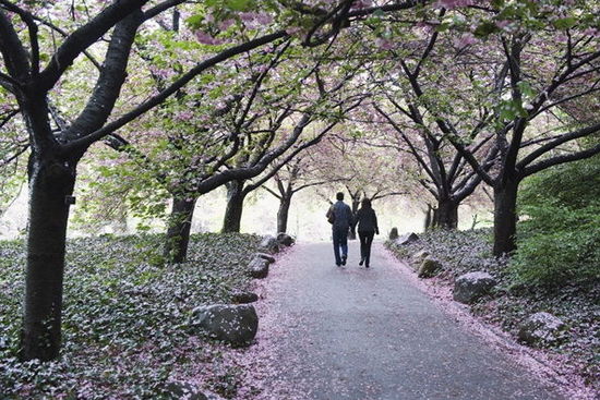 樱花盛开的吉野山：粉色花海仙境