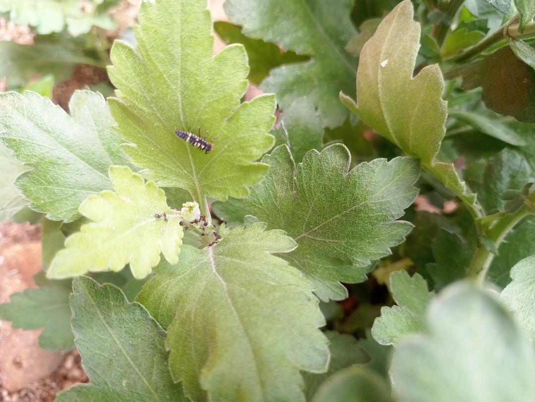 菊虫酯中毒_菊虫化石图片_於菊虫