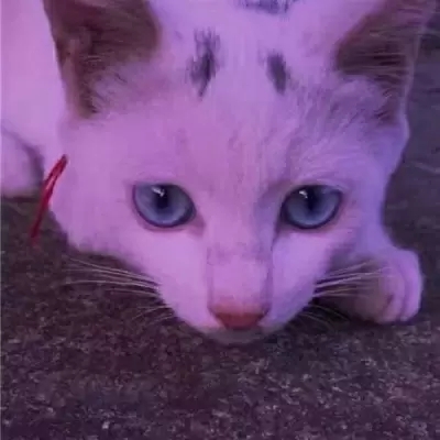 头像猫咪可爱萌_头像猫咪可爱仙气_可爱猫咪头像