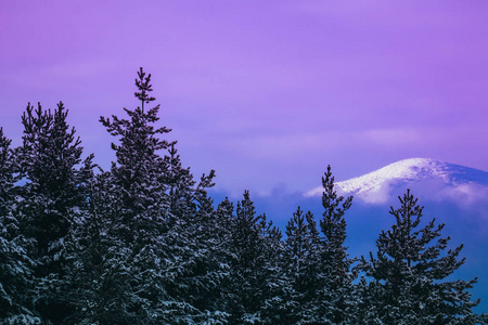 雾森人造雾_雾锁山头山锁雾_雾雨之森