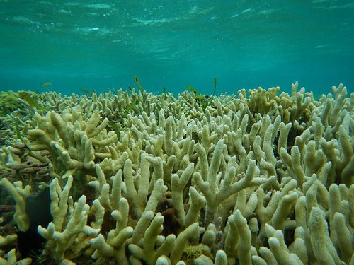 海洋主题-海底探险：与鲨鱼共舞，珊瑚丛中的迷失与冷静