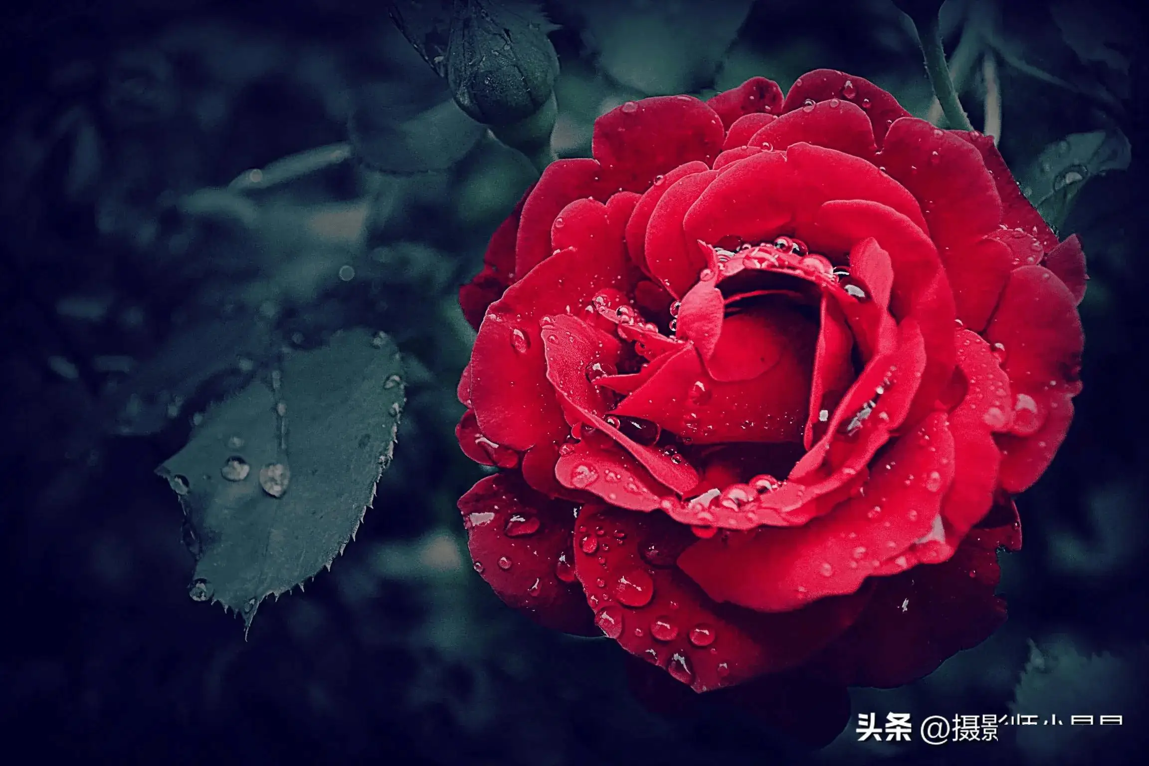 四季夏目_四季夏目为什么叫榨汁机_四季夏目图片