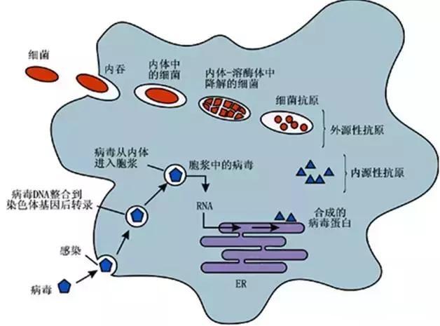 巨噬细胞缩写_巨噬细胞翻译_巨噬细胞怎么表示