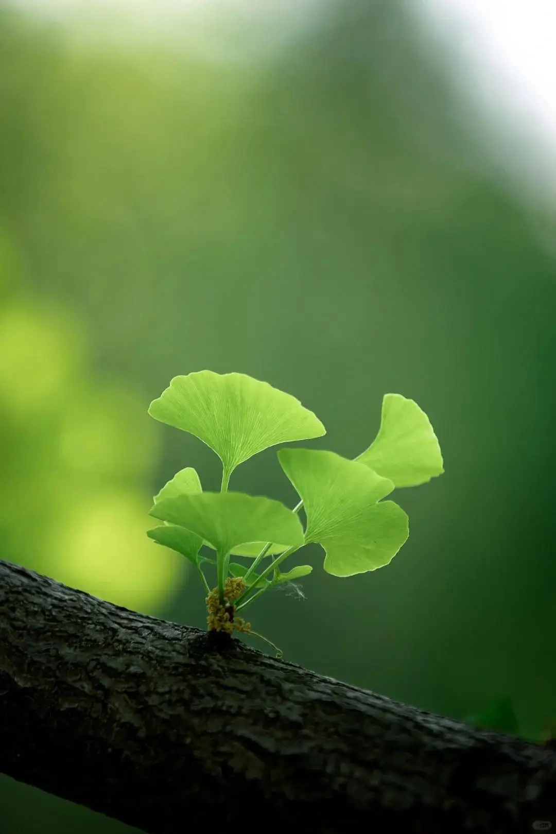 手机的各种小游戏下载-手机小游戏：快节奏时代的心灵慰藉，带给