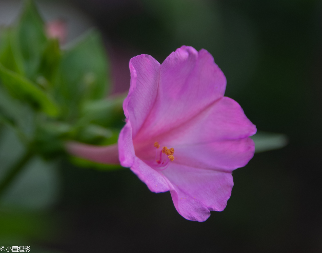 水泽茉莉头像_水茉莉花_水泽茉莉