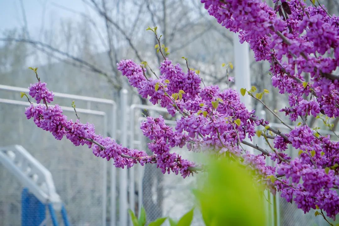 水茉莉花_水泽茉莉头像_水泽茉莉