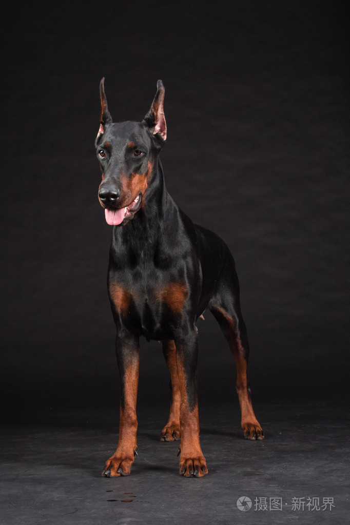 杜宾犬模型_手机版杜宾犬游戏_杜宾狗动画