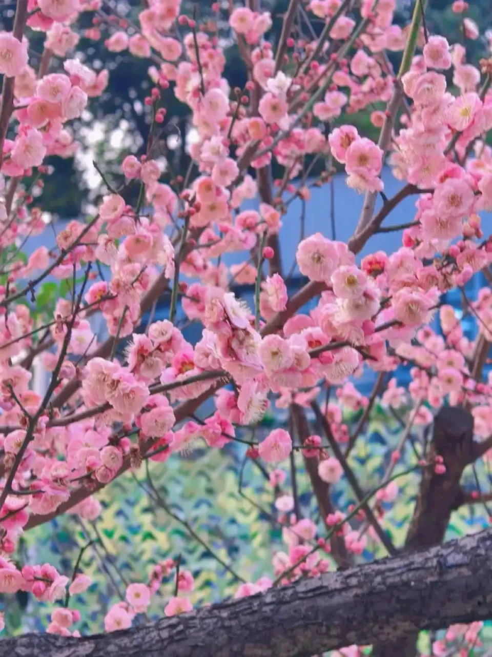 2023年5月最佳日子_2023年哪些日子适合结婚_2023年的好日子
