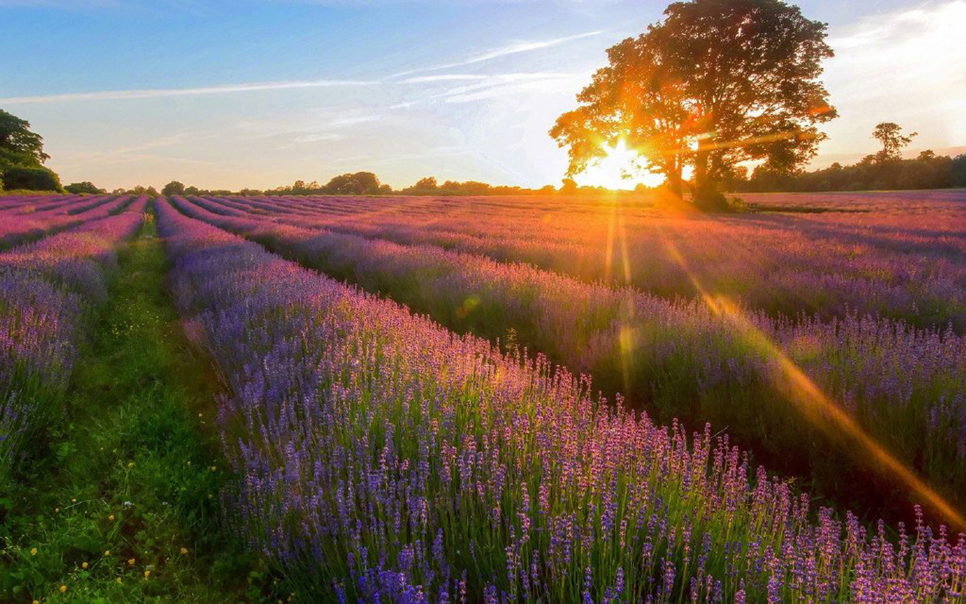 手机看花海游戏_看花海手机游戏软件_看花海手机游戏叫什么