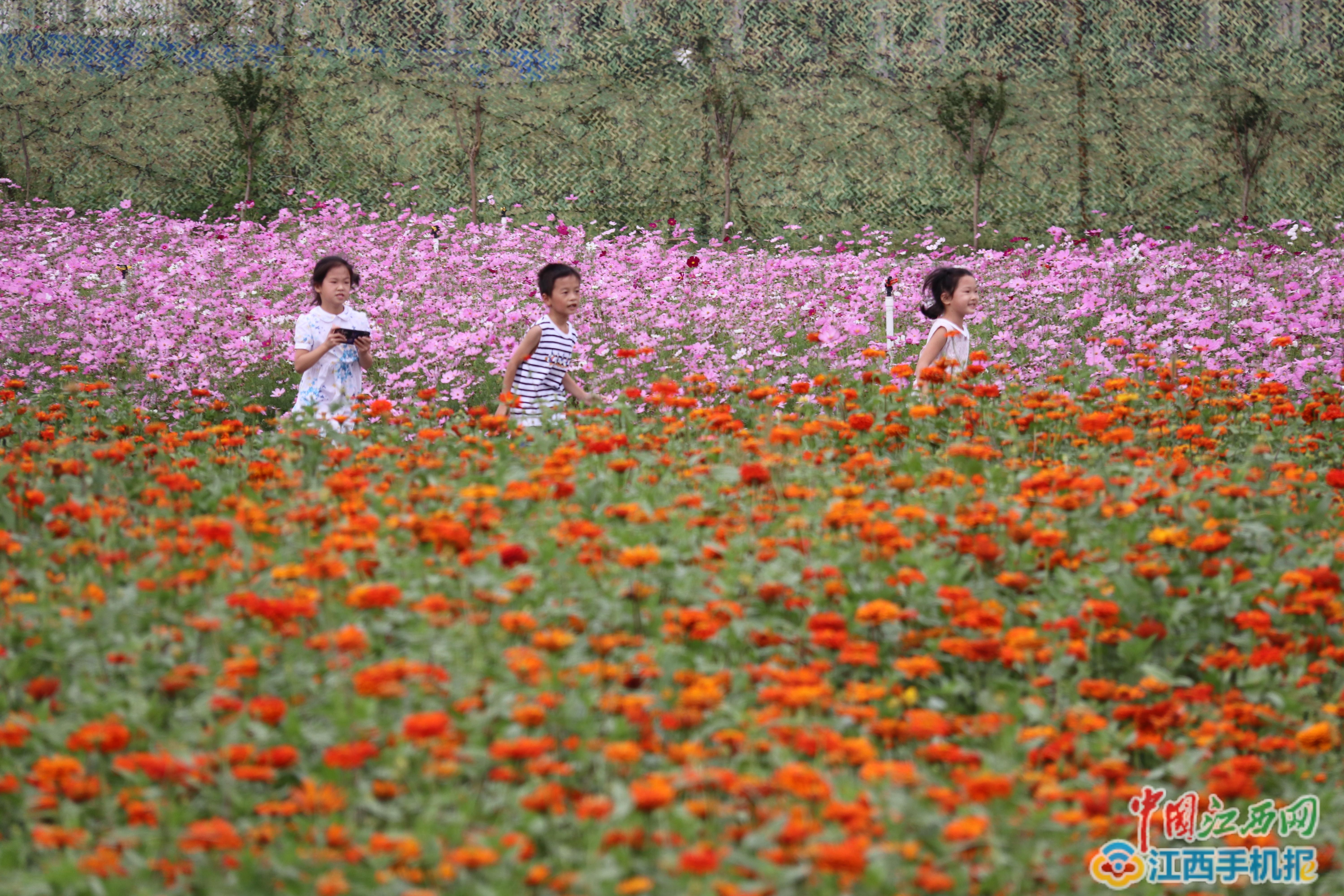 手机看花海游戏_看花海手机游戏叫什么_看花海手机游戏软件