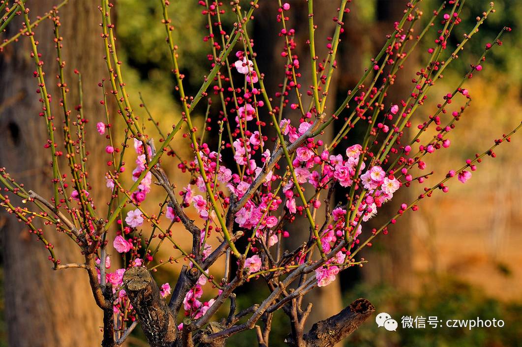 手机看花海游戏_看花海手机游戏软件_看花海手机游戏叫什么