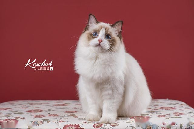 猫诺_诺猫粮元鹏_诺猫粮