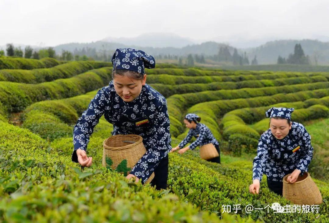 宫古芳香考据_宫古芳香_芳香阁怎么样