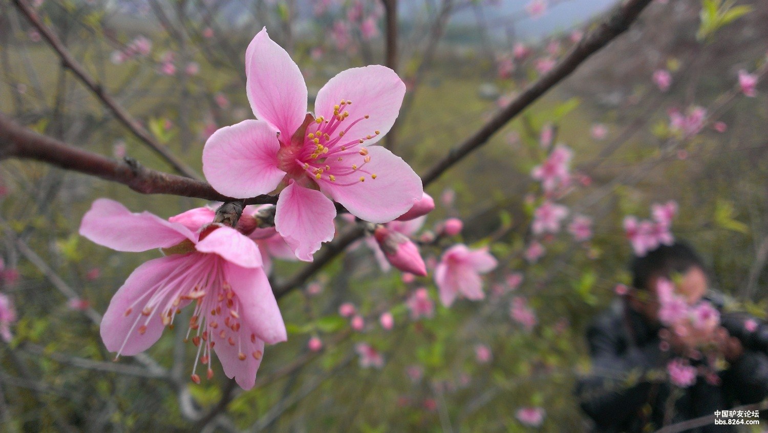 仓本安奈哥特萝莉拷问_仓知莉花_仓知礼