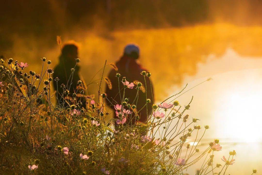 清明花束_清明花根的功效与作用_清明花