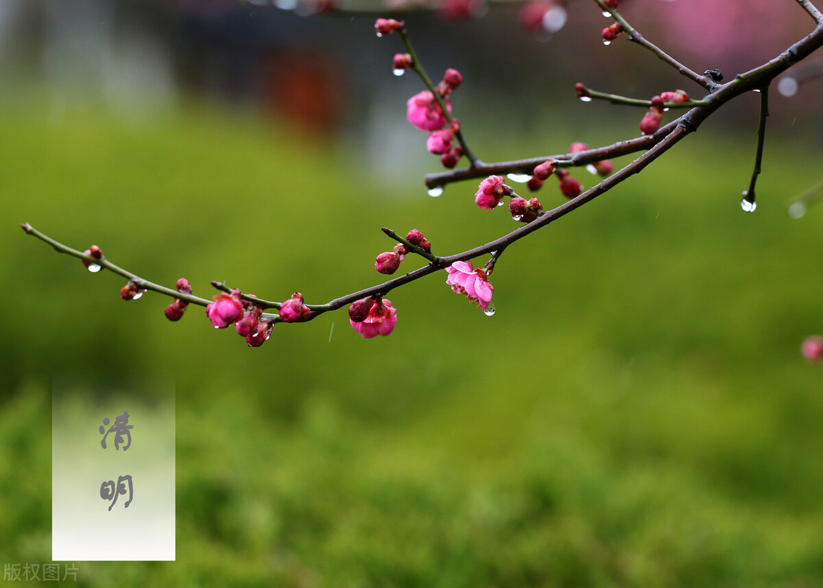 清明节下雨有什么寓意_为什么清明节总是下雨_下雨清明节是几月几日