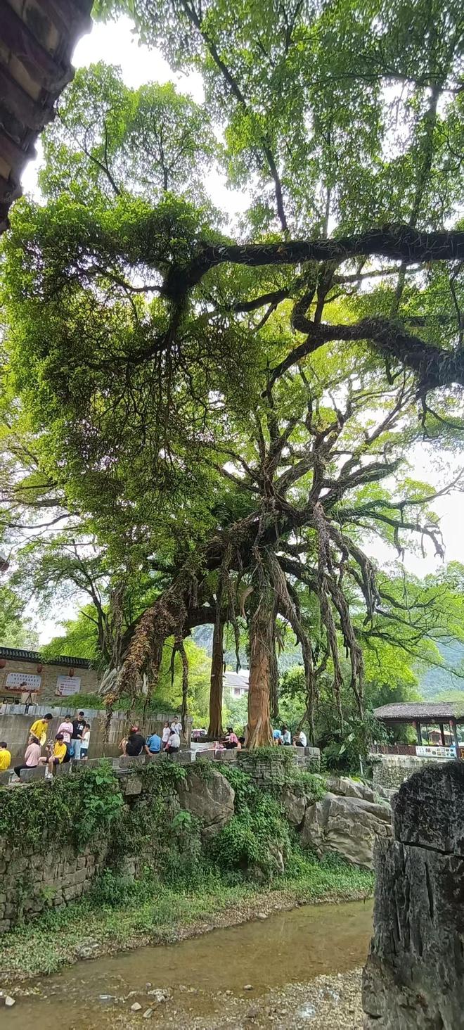 苹果的一款森林生存的游戏_森林手游苹果手机下载_森林保护神游戏苹果手机版