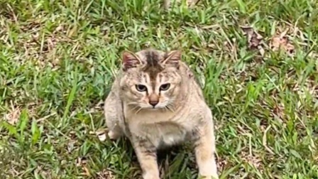 国际猫咪日：庆祝与关爱猫咪的特别日子