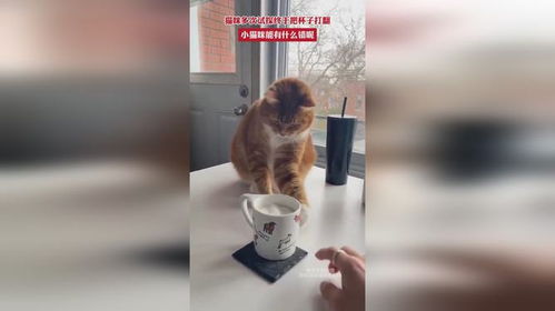 把杯子打翻到地上游戏,趣味无限，挑战极限——揭秘“打翻杯子”游戏