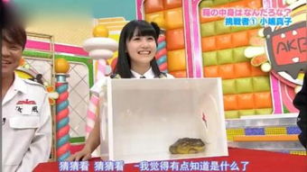 日本亲子互猜游戏,日本互猜游戏欢乐时光