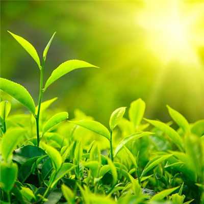 游戏头像绿茶,探寻游戏世界中的清新魅力