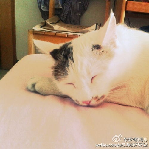 猫了个咪 